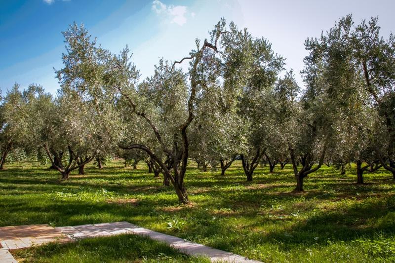 Borgo Rurale San Giusto Pension Castagneto Carducci Buitenkant foto